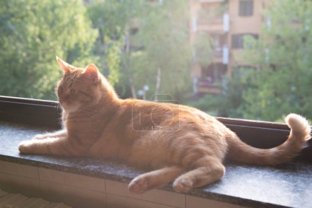 Foto de Lindo gato tabby rojo descansa en casa en el alféizar de la ventana con una ventana abierta, mira al jardín y disfruta de los cálidos rayos de sol y el aire fresco. Adorable mascota joven. - Imagen libre de derechos