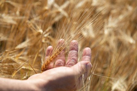 Téléchargez les photos : Homme tenant dans sa main des épillets d'or mûrs de blé. Les céréales poussent dans les champs. Des céréales. Grains alimentaires importants - en image libre de droit