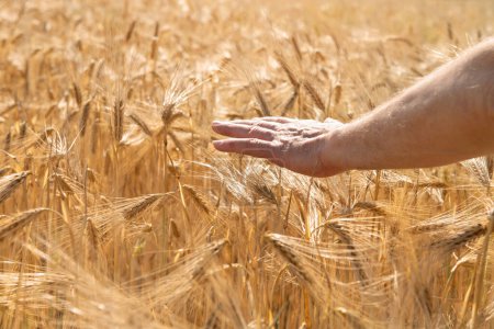 Téléchargez les photos : Homme tenant dans sa main des épillets d'or mûrs de blé. Les céréales poussent dans les champs. Des céréales. Grains alimentaires importants - en image libre de droit