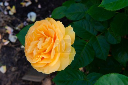 Téléchargez les photos : Julia Child Roses - rose absolument fabuleuse, rose floribunda dorée fleurissant avec des fleurs jaunes dans le jardin ou le parc au printemps - en image libre de droit
