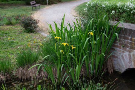 Foto de Flores Iris crece en la orilla del arroyo bajo el puente en el parque. elemento de diseño del paisaje - Imagen libre de derechos