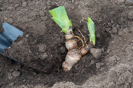 Photo for Iris rhizomes for plant transplantation, gardening and landscaping - Royalty Free Image