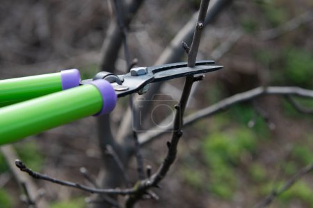 Photo for A gardener cuts an apple tree in early spring using loppers - Royalty Free Image