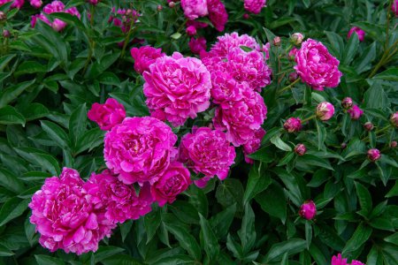 Foto de Peonías, arbustos floreciendo. Hermosas flores rosadas, belleza en el parque en primavera - Imagen libre de derechos