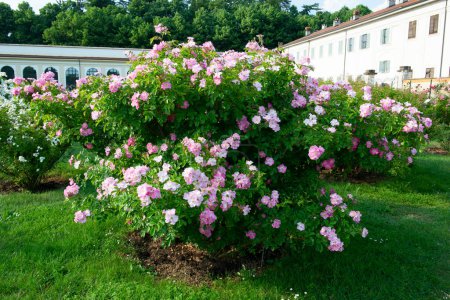 Téléchargez les photos : Le buisson des roses fleurit. Fleurs roses vives, beauté dans la nature au printemps - en image libre de droit