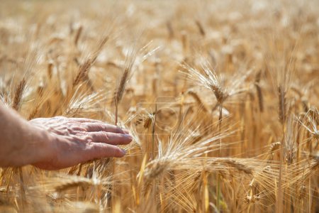 Foto de Hombre sosteniendo en su mano espiguillas doradas maduras de trigo. Los cereales crecen en el campo. Cultivos de granos. Granos alimentarios importantes - Imagen libre de derechos