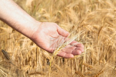 Foto de Hombre sosteniendo en su mano espiguillas doradas maduras de trigo. Los cereales crecen en el campo. Cultivos de granos. Granos alimentarios importantes - Imagen libre de derechos