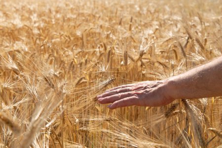 Foto de El hombre que toca con su mano cereales dorados crece en el campo. Cultivos de granos. Espiguillas de trigo, junio. Granos alimentarios importantes - Imagen libre de derechos
