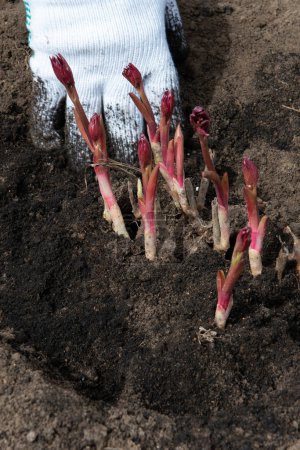 Foto de Trasplante de rizomas peónicos en suelo preparado enriquecido con humus a principios de primavera utilizando equipos de jardinería. Jardinería - Imagen libre de derechos