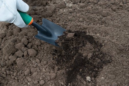Téléchargez les photos : Ajouter de l'humus au sol, enrichir avec des nutriments. Préparation du sol pour planter des semis au début du printemps. Jardinage - en image libre de droit