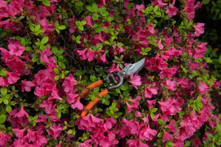 Photo for Azalea. Blooming flowers with garden pruners. Gardening at spring - Royalty Free Image
