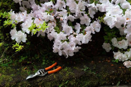 Foto de Azalea. Flores florecientes con podadoras de jardín. Jardinería en primavera - Imagen libre de derechos
