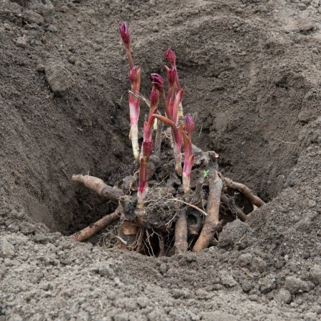 Foto de Trasplante de rizomas peónicos en hueco preparado con suelo enriquecido con humus a principios de primavera. Jardinería - Imagen libre de derechos