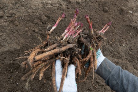 Foto de Un hombre sostiene en sus manos rizomas desenterrados de una peonía y se prepara para trasplantarlos en suelo preparado enriquecido con humus a principios de primavera. Jardinería - Imagen libre de derechos
