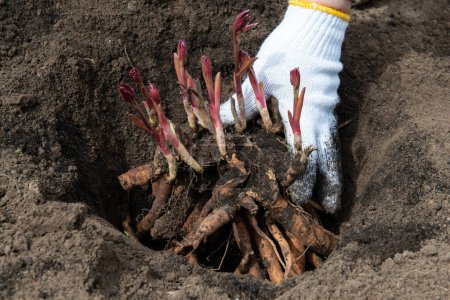 Photo for Transplanting peony rhizomes in prepared soil enriched with humus in early spring using garden equipment. Gardening - Royalty Free Image