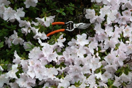 Téléchargez les photos : Azalée. Fleurs fleuries avec taille-jardin. Jardinage au printemps - en image libre de droit