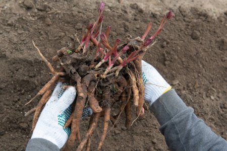Photo for A man holds dug out rhizomes of a peony in his hands and prepares to transplant them in prepared soil enriched with humus in early spring. Gardening - Royalty Free Image
