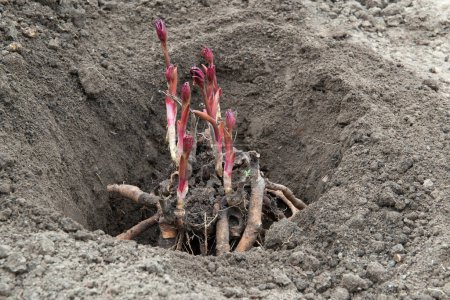 Foto de Trasplante de rizomas peónicos en hueco preparado con suelo enriquecido con humus a principios de primavera. Jardinería - Imagen libre de derechos
