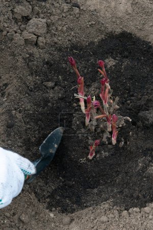 Foto de Trasplante de rizomas peónicos en suelo preparado enriquecido con humus a principios de primavera utilizando equipos de jardinería. Jardinería - Imagen libre de derechos