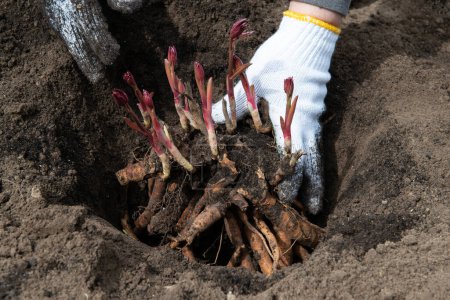 Téléchargez les photos : Transplantation de rhizomes de pivoine dans un sol préparé enrichi en humus au début du printemps à l'aide d'équipement de jardin. Jardinage - en image libre de droit