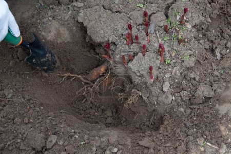 Téléchargez les photos : Transplantation de rhizomes de pivoine au début du printemps à l'aide d'équipement de jardin. Jardinage - en image libre de droit