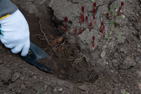 Téléchargez les photos : Transplantation de rhizomes de pivoine au début du printemps à l'aide d'équipement de jardin. Jardinage - en image libre de droit