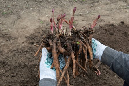 Foto de Un hombre sostiene en sus manos rizomas desenterrados de una peonía y se prepara para trasplantarlos en suelo preparado enriquecido con humus a principios de primavera. Jardinería - Imagen libre de derechos
