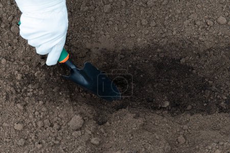 Foto de Añadir humus al suelo, enriqueciéndolo con nutrientes. Preparación del suelo para plantar plántulas a principios de primavera. Jardinería - Imagen libre de derechos