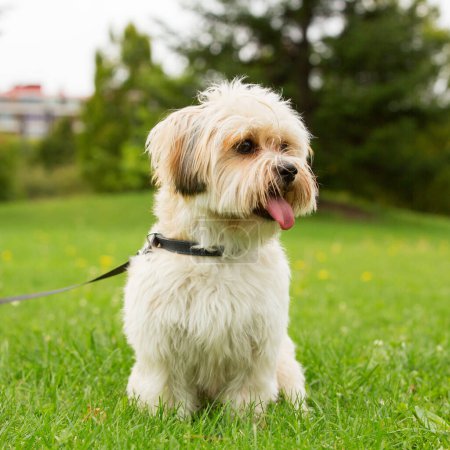 Photo for Little cute dog walking in park, spring outdoor - Royalty Free Image