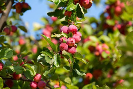 Téléchargez les photos : Des pommes paradisiaques. Pommier chinois à feuilles de prunier aux fruits mûrs. Pommier à petits fruits - en image libre de droit