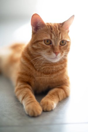 Téléchargez les photos : Potrait de mignon gingembre jeune chat couché sur le sol carrelé à la maison - en image libre de droit