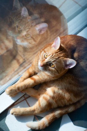Foto de Potrait de lindo jengibre joven gato acostado en el suelo de baldosas cerca de la ventana en casa - Imagen libre de derechos