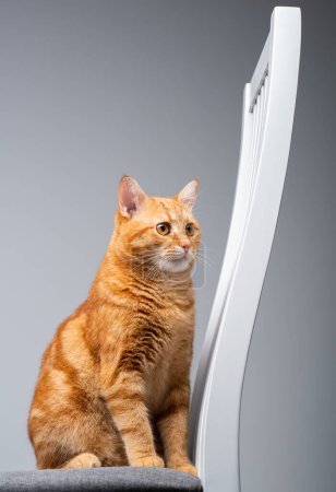 Téléchargez les photos : Potrait de mignon gingembre jeune chat assis sur tabouret sur fond gris - en image libre de droit