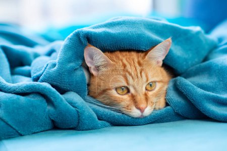 Photo for Cute young ginger tabby cat lying on sofa and peeking out from under rug, funny playful pet at home - Royalty Free Image