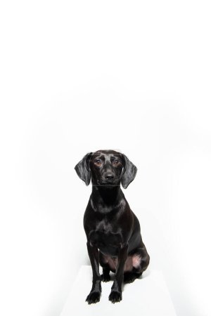 Photo for Small black short-haired dog posing over white background. Adorable pet's indoor portrait - Royalty Free Image