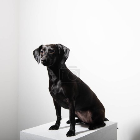 Pequeño perro de pelo corto negro posando sobre fondo blanco. Retrato interior de la mascota adorable 