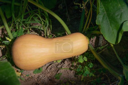 Photo for Butternut squash, ripe pumpkin ready for harvesting - Royalty Free Image