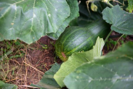 Photo for Butternut squash, pumpkin ripens in the garden enjoying the sun's rays - Royalty Free Image