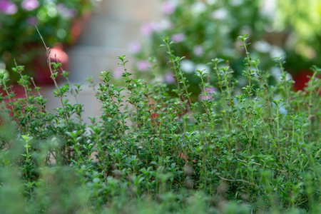 Foto de Sabroso de verano. Hierbas de la cocina creciendo en jardín verano outdoo - Imagen libre de derechos
