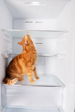 Photo for Cute ginger cat inside open empty refrigerator at home - Royalty Free Image