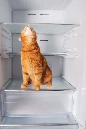 Téléchargez les photos : Mignon gingembre chat à l'intérieur ouvert réfrigérateur vide à la maison - en image libre de droit