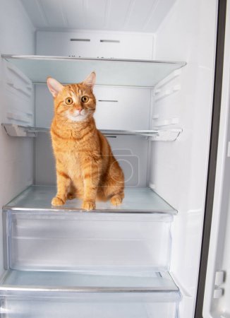 Foto de Lindo jengibre gato dentro abierto vacío refrigerador en casa - Imagen libre de derechos