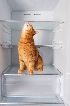 Photo for Cute ginger cat inside open empty refrigerator at home - Royalty Free Image