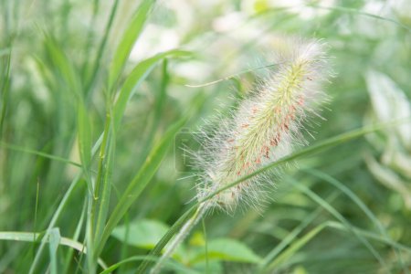 Téléchargez les photos : Feathertop, herbe décorative pour parterres de fleurs - en image libre de droit