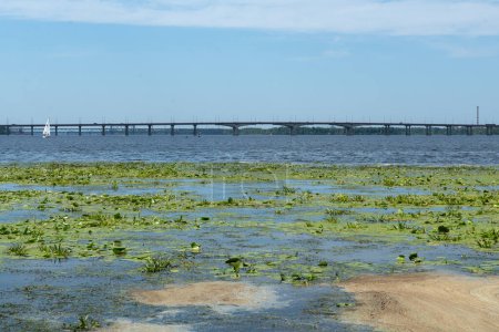 Téléchargez les photos : Rivière Dnipro avec pollution de l'eau, asclépiade et nénuphars, problème environnemental - en image libre de droit