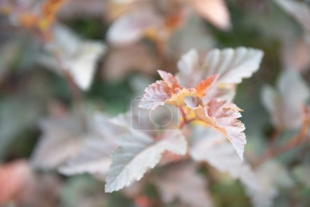 Photo for Ornamental shrub, hedge. Plant Physiocarpus close up - Royalty Free Image