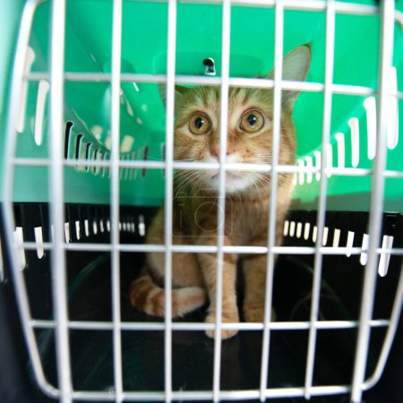 Photo for Young red cat is in a cat carrier, indoor shot. Stressed cat is trying to get out of the cage. Moving with pets - Royalty Free Image