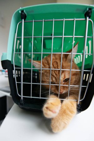 Foto de Gato rojo joven está en un portador de gato, tiro interior. Gato estresado está tratando de salir de la jaula. Moviéndose con mascotas - Imagen libre de derechos