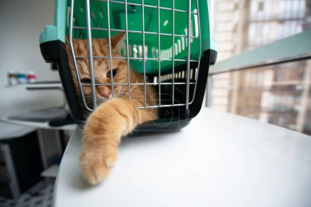 Téléchargez les photos : Jeune chat rouge est dans un porte-chat, tir intérieur. Le chat stressé essaie de sortir de la cage. Déplacement avec animaux domestiques - en image libre de droit