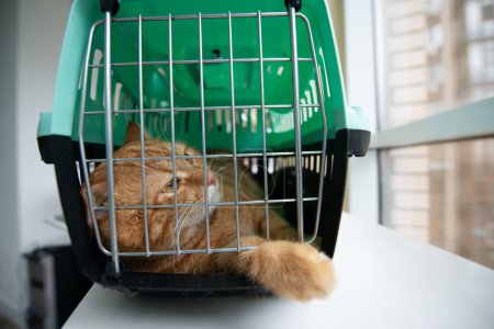 Foto de Gato rojo joven está en un portador de gato, tiro interior. Moviéndose con mascotas - Imagen libre de derechos